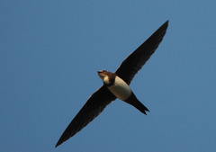Alpine Swift
